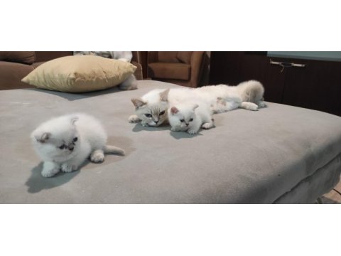 Blue point scottish fold