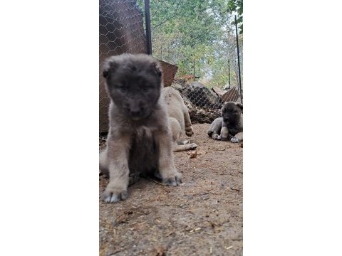 Kalite yavru kangal köpeği