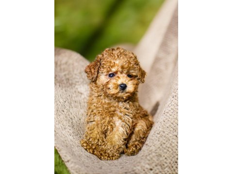 Yeni yıla yeni bir toy poodle dostla başlangıç yapın