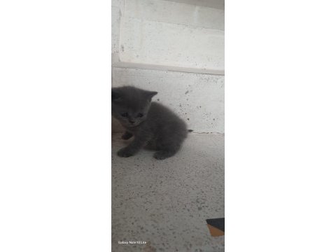 1.5 aylık british shorthair bebeklerimiz