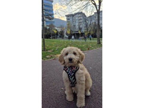 Poodle evladımız