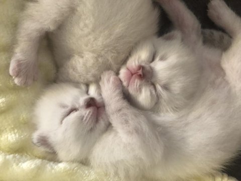 Scottish fold-british longhair yavrularımız
