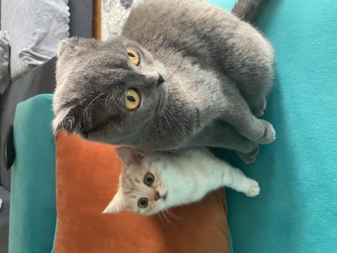 British shorthair salebimiz yeni yuvasını arıyor