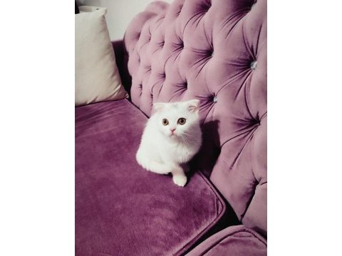 Scottish fold yumurcak yuva arıyor