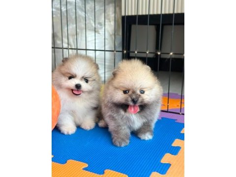 En güzelini isteyenlere pomeranian kardeşler