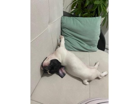 Fransız bulldog köpeği