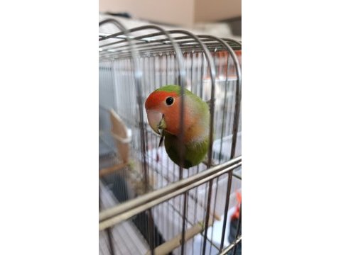 Çiftleştirmek üzere erkek sevda papağanı aranıyor