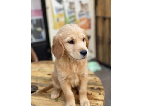 Orjinal kızıl küt burun golden retriever