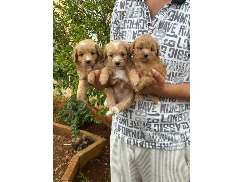 Aşılı orjinal maltipoo