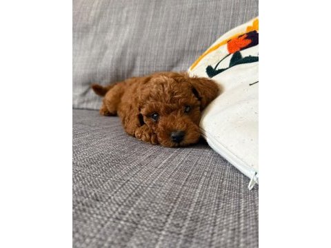 Görüntülü aramaya açık toy poodle yavrum
