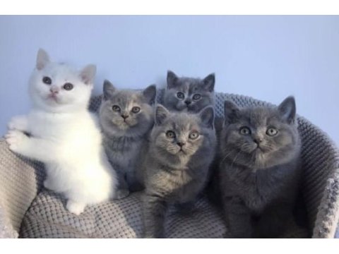 Gri brıtısh shorthair yavrularım 