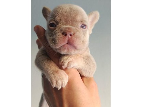 New shade isabella and tan erkek french bulldog yavru