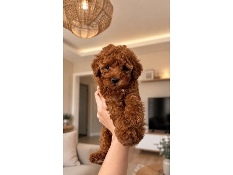 Garantili toy poodle ev üretimi orjinal