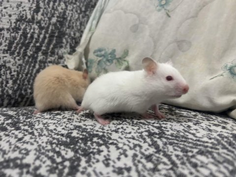 Birbirinden güzel hamster bebekler