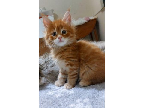 Full şecereli maine coon ünvanlı ebeveynlerden