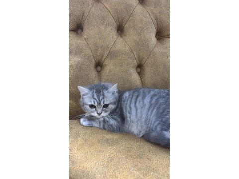 British shorthair yavrular yeni yuvalarını arıyorlar