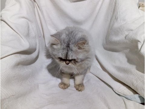 British longhair (aşırı sakin)