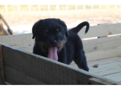 Rottweiler yavruları yeni ailelerini bekliyor!