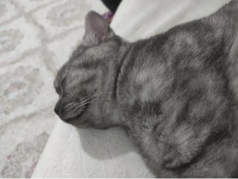 British shorthair duman uyguna sahiplendirilecek
