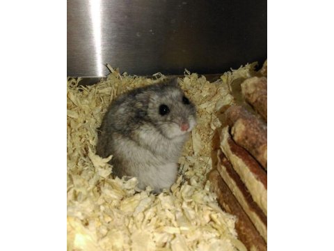 Hamster gonzales yavrularımız heryere gönderim