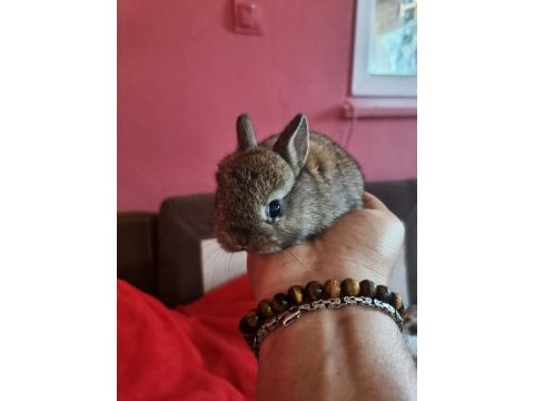 Cüce tavşan