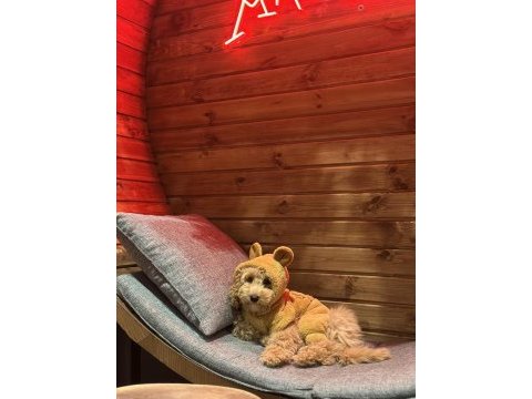 Toy poodle 4 aylık