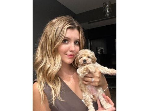 Muhteşem maltipoo bebekler ile karşınızdayız