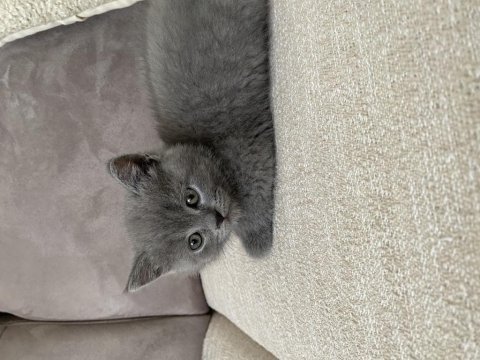 3 aylık british shorthair karma aşıları tamamlanmıştır