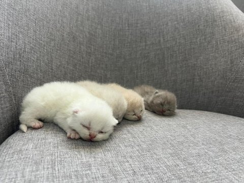 British shorthair yavrularım yuvalarını bekliyor
