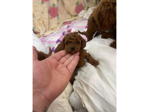 Kore red poodle bebekler haftaya hazır