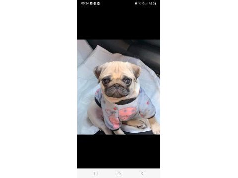 Safkan orjinal pug yavruları