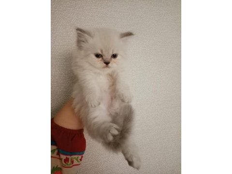 İran persian yavrularımız