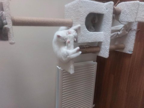 Safkan british shorthair kedisi
