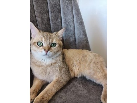 British shorthair golden