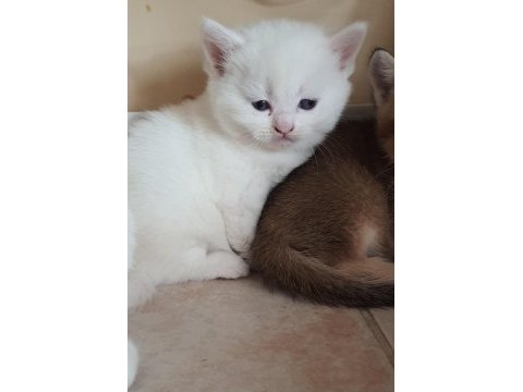 British shorthair beyaz pamuk gibi yavrular