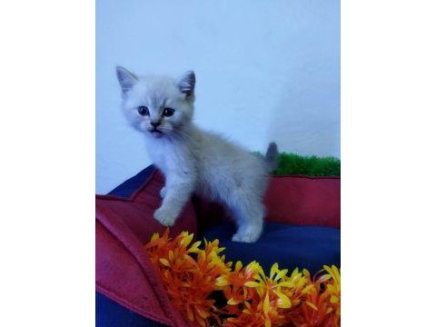 Muhteşem güzellikte british shorthair yavru kediler