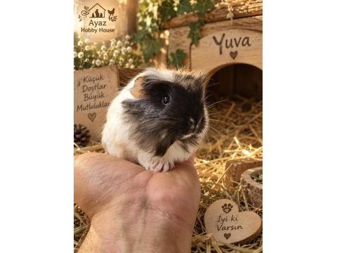 Safkan coronet yavru ginepig