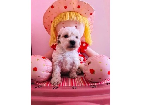 Orijinal maltipoo yavru