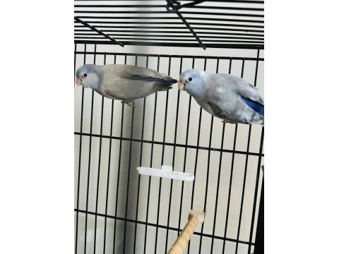 Forpus takım (blue fallow, pied)