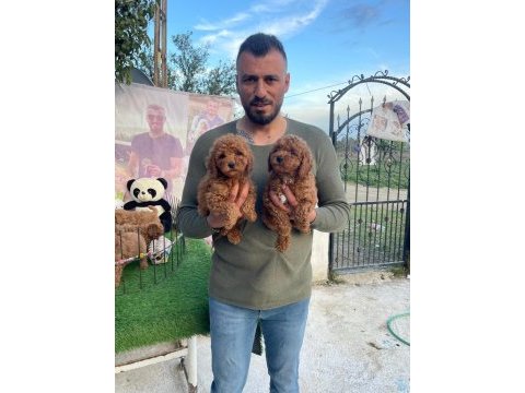 Toy poodle red brown mini boy yavrular