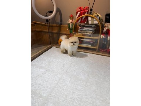 Orjinal pomeranian boo