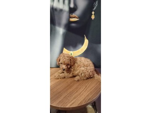 Çok tatlı, orijinal toy poodle yavrusu