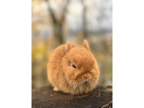 Netherland dwarf cüce tavşan yavruları