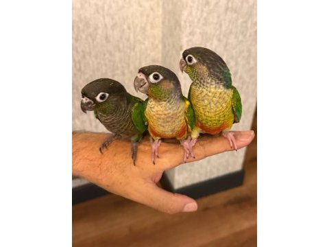 3 aylık konur papağanı evcil