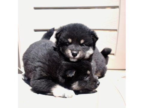 Shiba inu minyatür yavrular