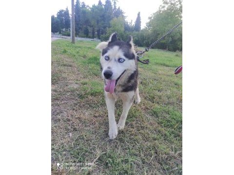 Husky köpeğimize yeni yuva arıyoruz