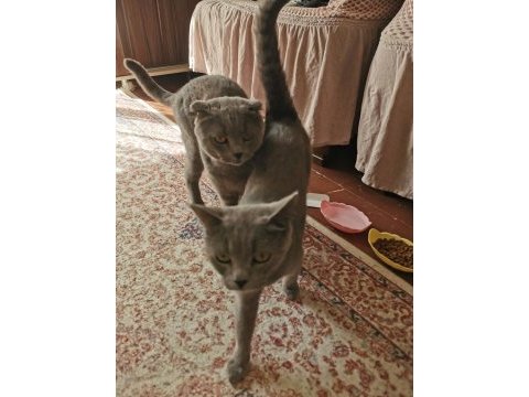 British shorthair 3,5 yaşında