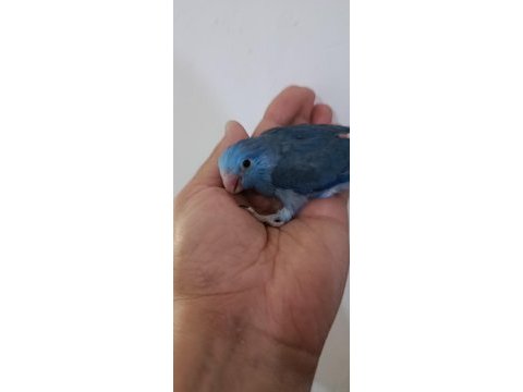 Violet erkek forpus cep papağanı