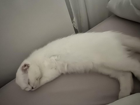 Kedimiz mia için güzel bir yuva arıyoruz