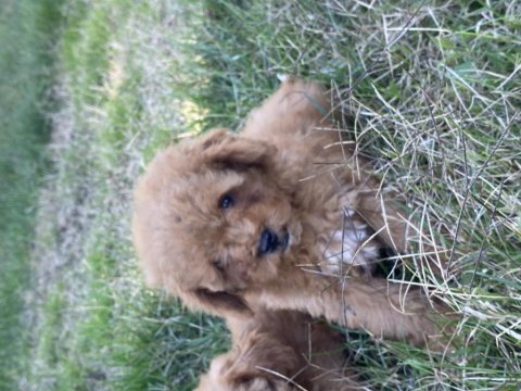 Orjinal maltipoo bebekler